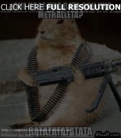 /album/fotogaleria/imagenes-2014-graciosas-1-jpg/